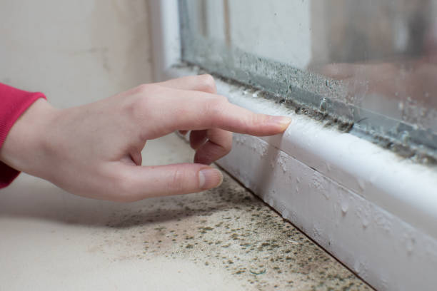 Best Commercial Mold Inspection  in Ewa Gentry, HI