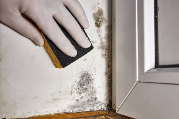 Best Mold Damage Restoration  in Ewa Gentry, HI